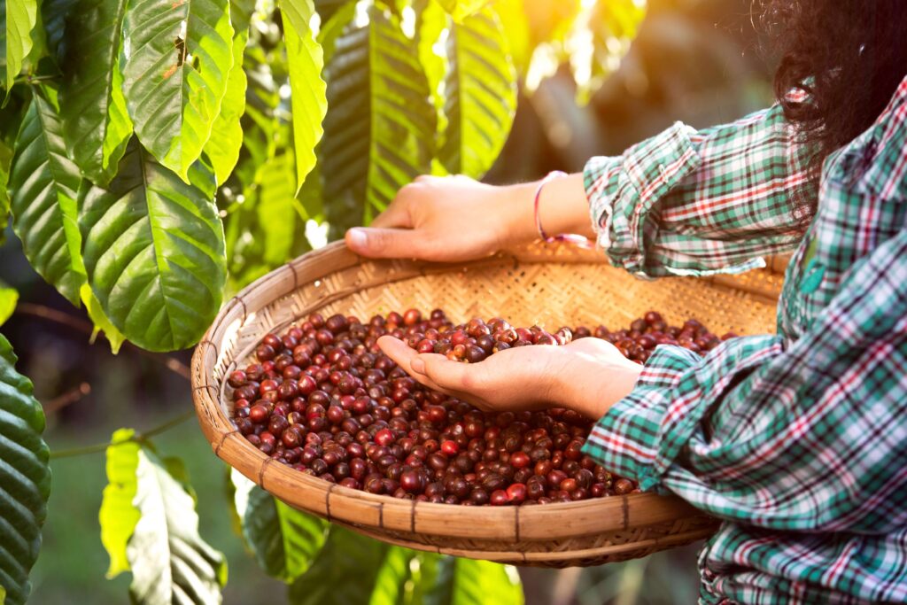 Beans from the Best Hawaiian Coffee.